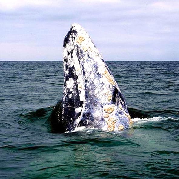 Avistamiento de ballenas – BAJA CALIFORNIA, AVENTURA Y ECOTURISMO